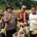 Polsek Babakan Madang Bersama Poktan Pancar Harapan Panen Perdana Jagung  Hibrida
