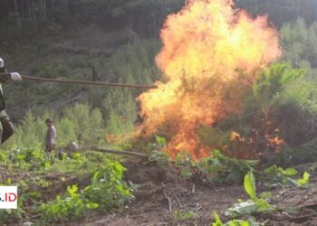 BNNP Provinsi Aceh Berhasil Musnahkan 30 Ribu Batang Ganja di Kawasan Alue Jring Desa Blang Meurandeh “Seluas 12 Hektare”