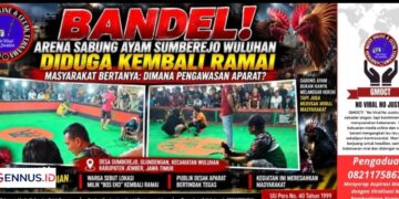Bandel! Arena Sabung Ayam Sumberejo Wuluhan Diduga Kembali Ramai, Kapolsek Wuluhan: “Nanti Kami Cek”