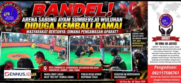 Bandel! Arena Sabung Ayam Sumberejo Wuluhan Diduga Kembali Ramai, Kapolsek Wuluhan: “Nanti Kami Cek”